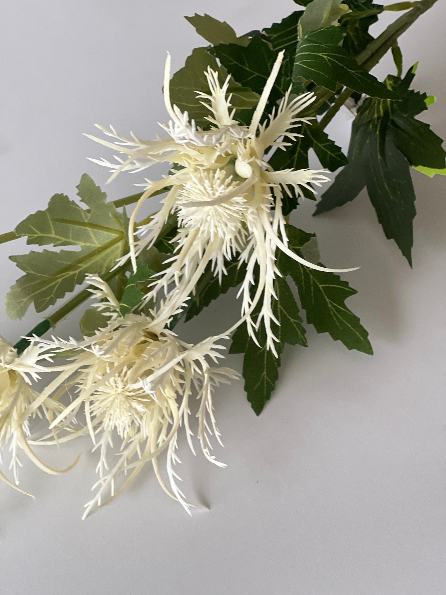 Silk spikey Thistle spray cream