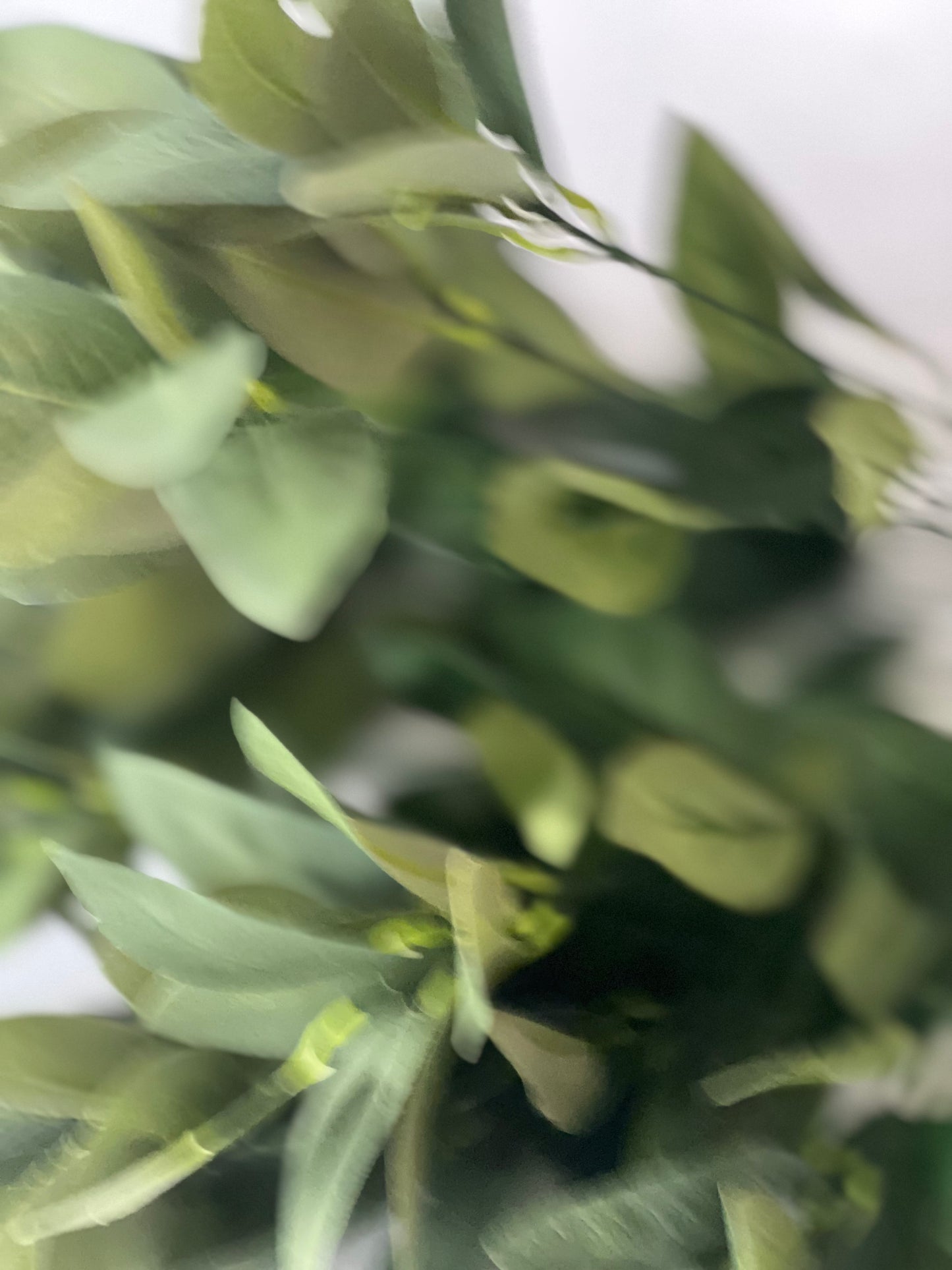 Green foliage x 18 bush ( hard Ruscus )