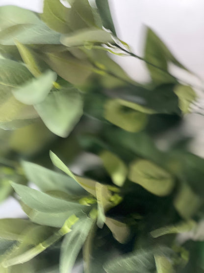 Green foliage x 18 bush ( hard Ruscus )