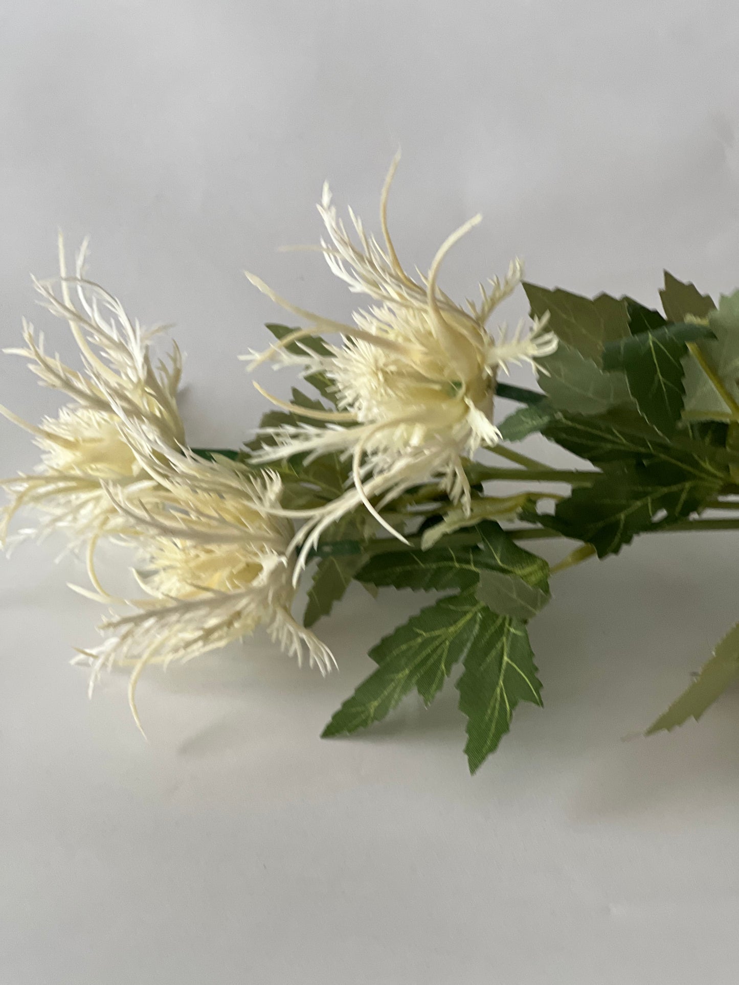 Silk spikey Thistle spray cream