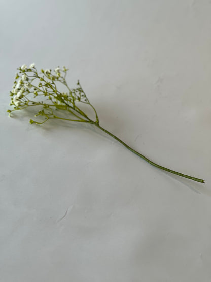 Gypsophila bundle 37cm 5 stems in bundle