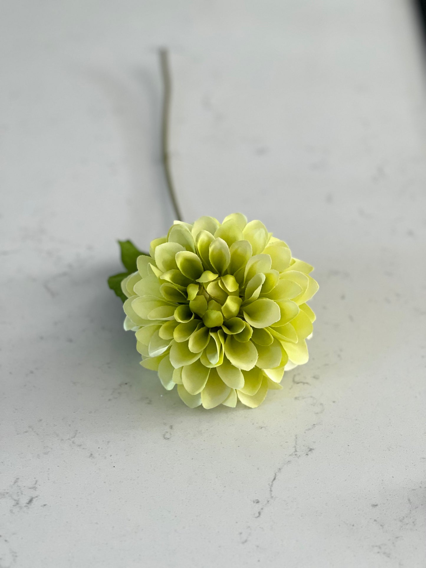 Fiesta Dahlia Green 46cm