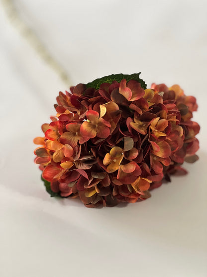 Large Autumnal Hydrangea